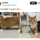 야 너 다리 짧은 거 소문 다 났다 이미지