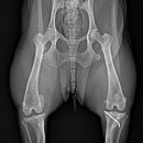 엑슬루 동물병원 이미지