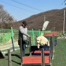 도그파크랜드