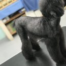 뷰티 앤 도그쇼 이미지