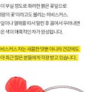 히비스커스효능 히비스커스차 히비스커스 카페인 칼로리 먹는법 이미지