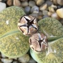 열려라 참깨 이미지