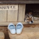 서당개 이미지