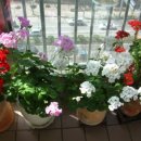 햇살정원 이미지