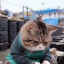 생선가게 Daum카페