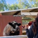 대우농장 이미지