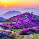 황매산 벚꽃길 이미지