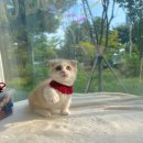 일산고양이분양 라라캣츠 이미지