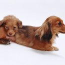 데이즈동물의료센터 이미지