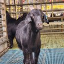 남원흑염소농장 2농장 이미지