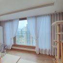 진영냥이 이미지