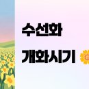 영양양지햇빛발전소 | 수선화 개화시기 자세히 알아보기