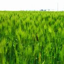 청보리축제장 이미지