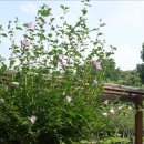 8월21일(목)용산가족공원 산책길걷기와 국립중앙박물관 #a 이미지