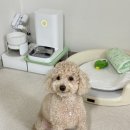 펫플러스라이프 | 리뷰: 💚네이버펫바우처💚로 퍼핑매트 싸게사기 대작전! (슬개골 절대 지켜!!!)