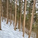 장성 축령산(울창한 편백숲, 편안한 임도 산길) 이미지