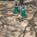 정동철 | [부산금정] 부산대 모임 늘푸른숲 금정구 숲 속 바베큐장 꽃목살 맛집