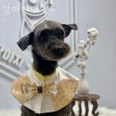 강아지대학로 이미지