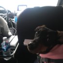 펫택시 타시개 이미지