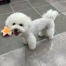 퍼그몽 이미지
