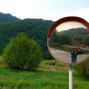 해안면 만대리 - 해안면사무소 자작나무 | 대한민국 한바퀴 걸었다.(116)