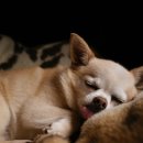 이쁜강아지 이미지