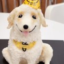 뚜드림수제간식 이미지