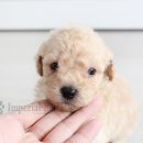 임피리얼펫 이미지