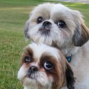 강아지나라 이미지