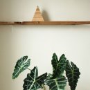 알로카시아 이미지