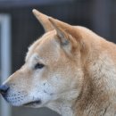 장군이켄넬 이미지