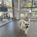 댕댕살롱 | 김해 삼계 애견미용 ‘댕댕모아’ | 노견도 편하게 받는 김해애견미용실