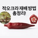 최고농약사 | 적오크라 재배 방법 총정리!｜심는 시기, 심는 방법, 수확 시기까지