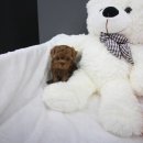 도그웨이 청주점 이미지