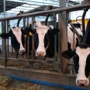 철원목장 이미지