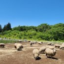 해동목장 이미지