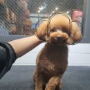 멍냥이발소 이미지