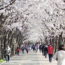 한적한 서울시 벚꽃명소 이미지