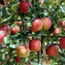 차씨축산 이미지