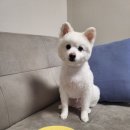 댕꼽시계 이미지