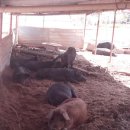 돼지농장 이미지