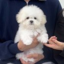 우아퍼피 | [오늘의 강아지] 꼬동/미니비숑/말티푸 강아지 분양 우아퍼피강서직영점 후기