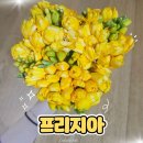 프리지아 | 방안에 봄 느낌 가득 더하기! 어제의소녀 프리지아꽃다발 후기