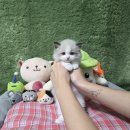 광주강아지분양 고양이분양 펫왕국 | 광주고양이분양 입양 펫왕국 후기