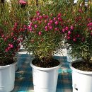 숙실향기 이미지