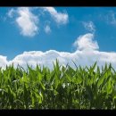 The Brothers Four - Green fields(브러더스 포 -푸른 초원) ［번역 가사자막］ 이미지