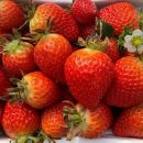 이상은농장 이미지