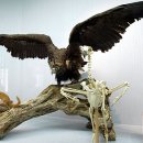 제주특별자치도 민속자연사박물관 이미지