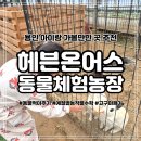 한강동물병원 | 아이랑 용인가볼만한곳 가을 고구마캐기 체험 헤븐온어스 동물체험농장