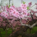 금병농장 이미지